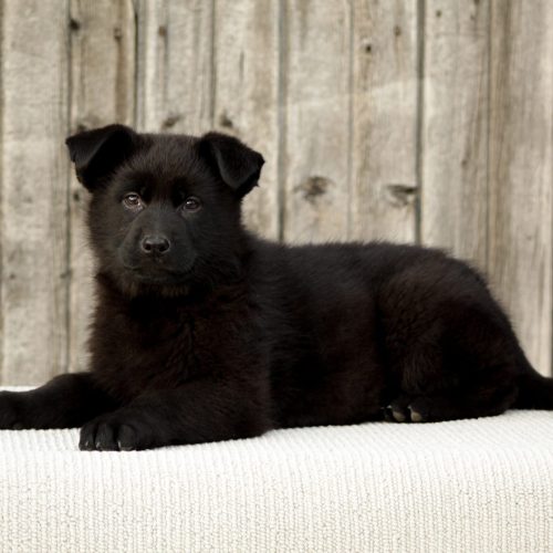 A photo of a black dog laying down